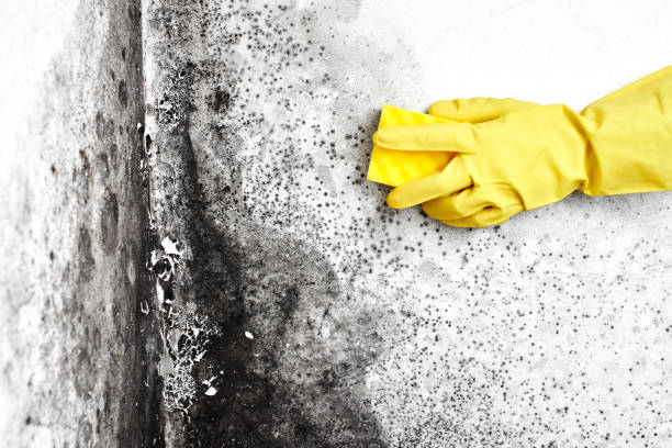 Asbestos and Lead Testing During Mold Inspection in North Bennington, VT