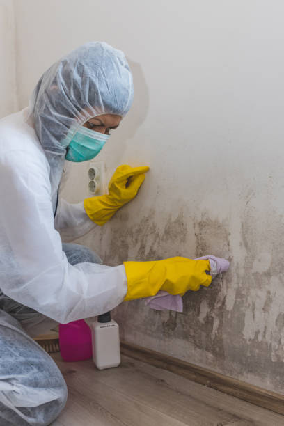 Best Emergency Mold Remediation  in North Bennington, VT